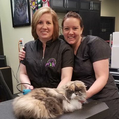Master Certified Professional Creative and Feline Groomer. Crazy Cat Lady.