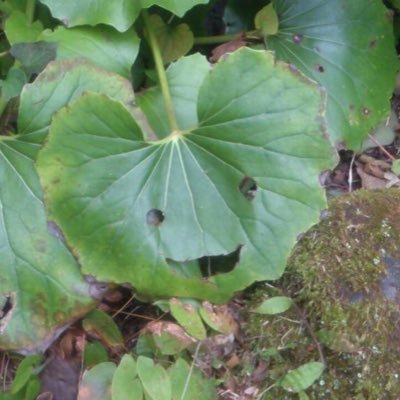 pen_kofun's profile picture. 関東在住の古墳マニア。有名な古墳からマイナーな古墳まで訪れています。　古墳以外→@pen_kofun3