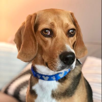 I am a beagle boy, of the good vawiety. My name is Pinocchio. I like tweats and I can way down vewry good boy 4 dem. #beagles #beaglesofinstagram #beaglelove