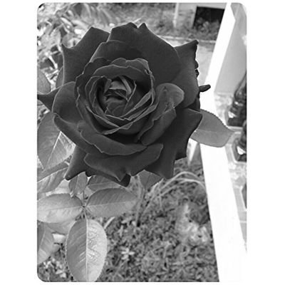 AomPiyaut's profile picture. 