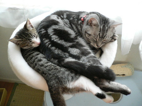 ほとんど猫を愛でる場所になっています、NHKドラマ、海外ドラマ、たまに民放ドラマ、食べ物、時々毒をはきます。聴覚障碍者です、それに連なるツイートも多いです。