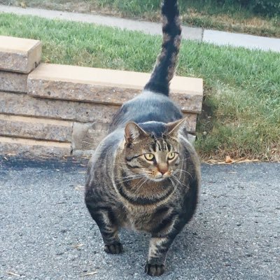 it's the buff cat. instagram: @officialbuffcat
