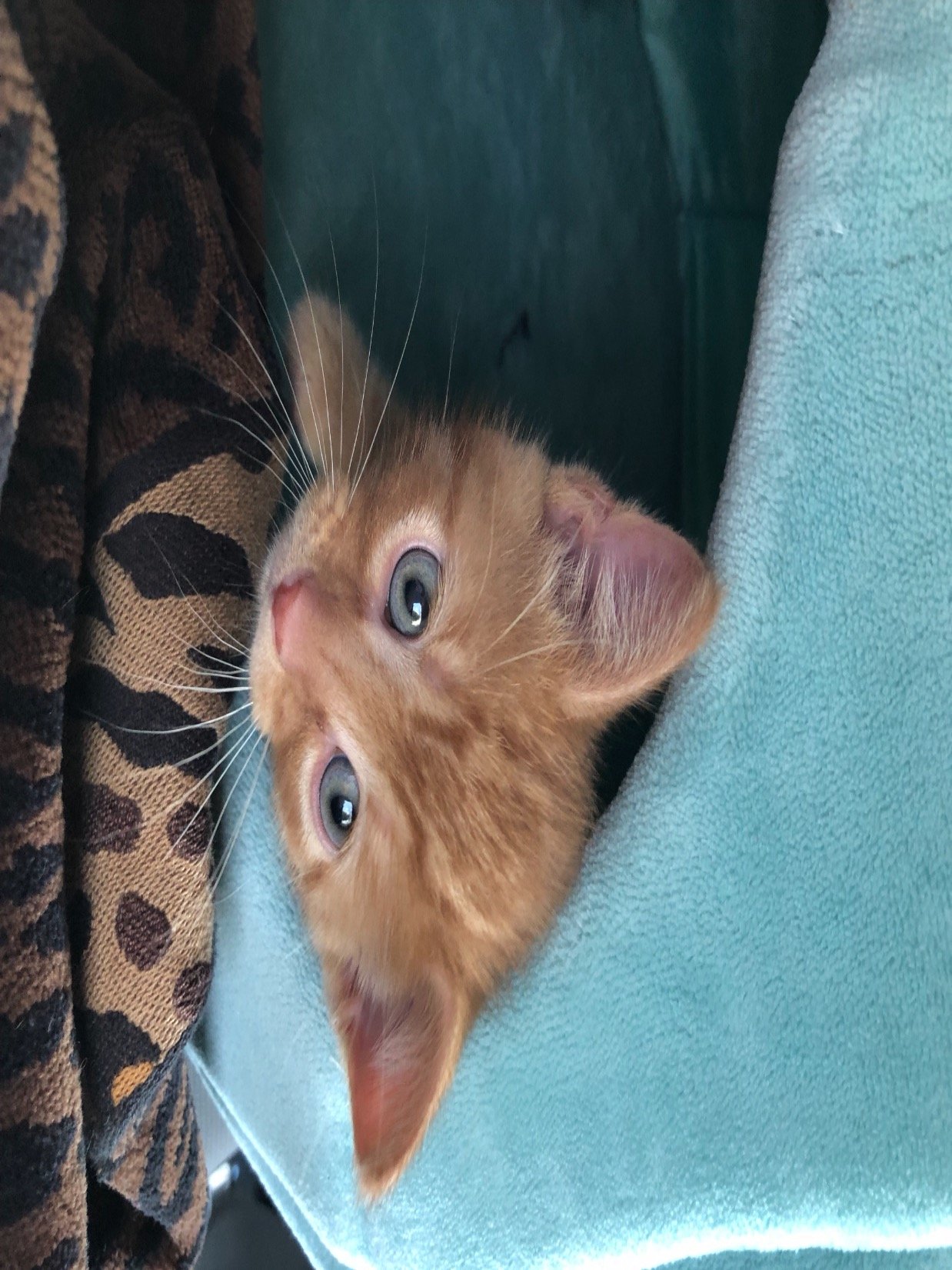 Baller91393039's profile picture. I’m Zoey’s Cat