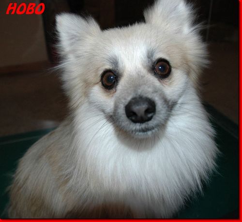 puppyMom's profile picture. 