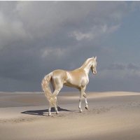 ﮼عبير،الورد، 🦋 (@fhrsab) 's Twitter Profile