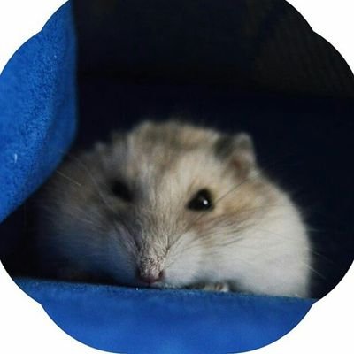 Hi! I'm Panchina, a friendly hamster.
I think things.

Instagram: @hamster_panchi (easy)