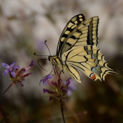 KingChinky's profile picture. Retarded butterfly enthusiast