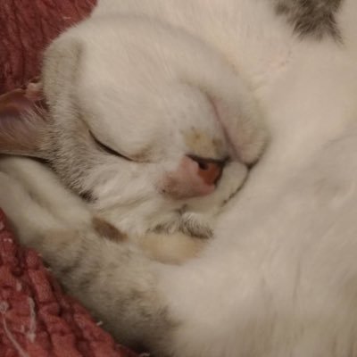 IzumiEto's profile picture. 次の世代が心配でならないおばさんです。