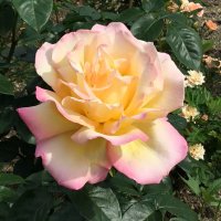 桜梅桃季@相互フォロー支援 (@50enupsaxlihma8) Twitter profile photo