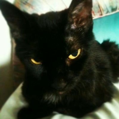 fabianresakka's profile picture. Soy fotógrafo por mi mala memoria