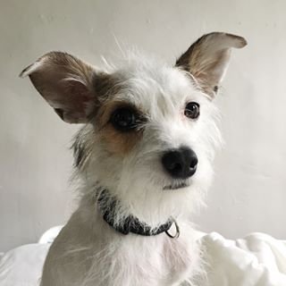 the_wildist's profile picture. Chief Dog Officer (CDO) at Wildist | Taking orders now at https://t.co/wcHb4eVd6v