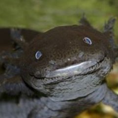 smileaxolotl's profile picture. Jess - The smiling axolotl - 1½ - She/Her - Fancy Spaghettio