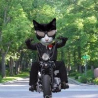 Hugo Coolpaws (@hugo4de) 's Twitter Profile