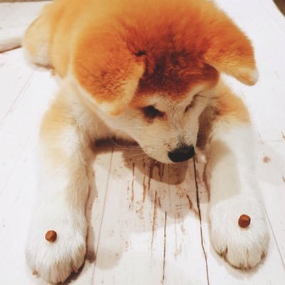 karla_tokyo's profile picture. 酒、海老、檸檬、海苔、アスパラ、キノコ、キビ、北京ダック、鴨のコンフィ、ウフマヨ、カヌレ、レッズ、バイエルン、ノイアー、シャビアロンソ、秋田犬、柴犬、ボダコリ、シェパ、ジョリィ、ヨーゼフ、ジュマンジ、デコピン、ドアラ、ケンコバ、ヤーレンズ、ファーストサマーウイカ、ボストンダイナミクス、Top gearが好きですパワー！