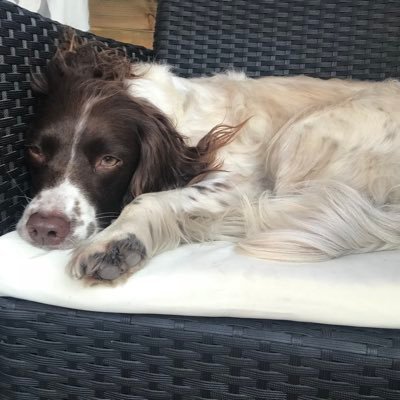 New Account for @missmollydog9 😳 Live with my Mum & Dad and my Tweetheart is @tobysprocker 😍😍