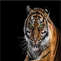 Ophelia Kee Urban Fantasy (@keeophelia) 's Twitter Profile