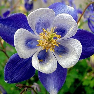 TheWhiteFlowerr's profile picture. 