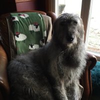 Wolfhound1 🥃 (@cbrownechris) 's Twitter Profile