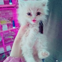 ๐ง S0ND0sS๐๐ผ (@dahab3amer) 's Twitter Profile