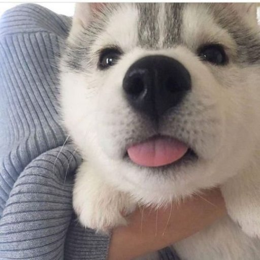 blepcoin's profile picture. Daydreaming.