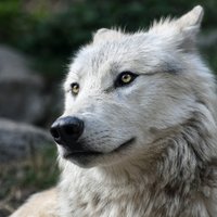 Always Wolves 🐺 (@alwayswolves) 's Twitter Profile