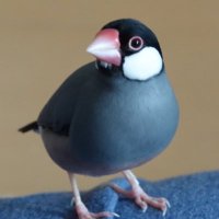 はなちゃ (@coririn007) 's Twitter Profile