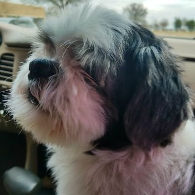 me10He's profile picture. Christian/Jesuscrist follower, conservative, believer of literal interpretation of the Constitution hence strict constructionist.
American exceptionalism.