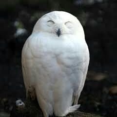 白フクロウ Jb8lytdm6wvruxb Twitter