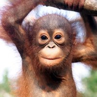 Save the Orangutans (@sorangutans) 's Twitter Profile