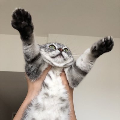pTkCSekLPqEGWwQ's profile picture. 競馬とテニスと猫が好きです。 広尾とインゼルで一口馬主やってます。パンサラッサとアンモシエラに溺愛中です。 あとよしりん推し♪( ´θ｀)