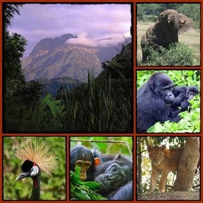 One stop page for your information on Uganda the Wakanda land: the beauty, the mountain, lakes & rivers, animals, birds and the friendliness of the Wakandans.