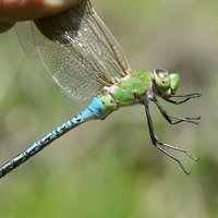 Pymatuning Lab of Ecology (@pittpymlab) 's Twitter Profile Photo