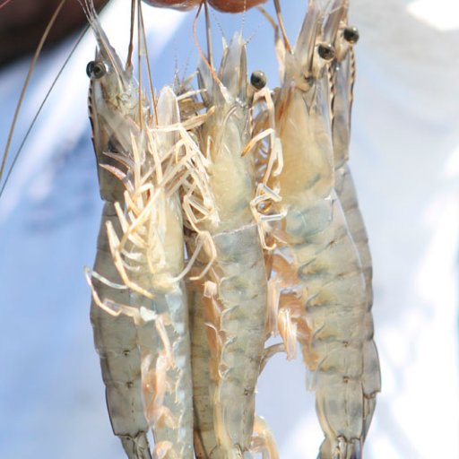 Del Pacifico Seafoods supplies the finest and first with Fair Trade Certified Wild Caught Mexican Shrimp in the world straight from the Pacific.