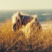 Damsel (@damselmovie) Twitter profile photo