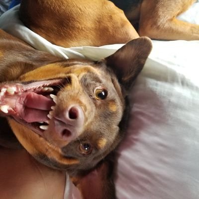 thehoundieshow's profile picture. Avid hiker and photographer. Check out my   pages on IG: Houndies3 (hikes)  Themollieoliverandroscoeshow (dogs), and my YT channel Ruff Hikes