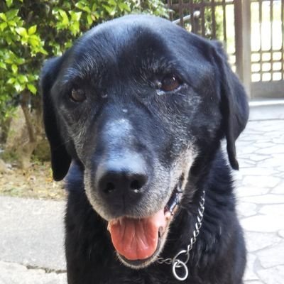 アマチュア狩猟犬 Yoshitakudeth Twitter