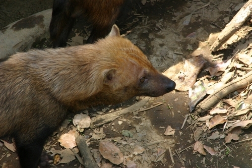 bushdog Profile Picture