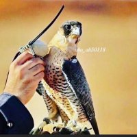 khalijiSQ (@khalijisq) 's Twitter Profile