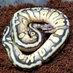 ZTK Reptiles (@bolinb77) Twitter profile photo