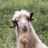 jezk's profile image