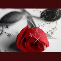 ام راكان🥀 (@gcmqbsz36ithe2s) 's Twitter Profile