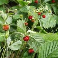 IssWasGutes (@isswasgutes) Twitter profile photo