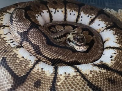 MorphWanted's profile picture. Éleveur python regius et dingue de terrario
