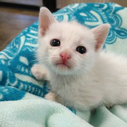 gestionada,por persona particular,  alimentados y controlados  por veterinario, 90 gatitos, todos esterilizados, sin ningun tipo de subvencion.