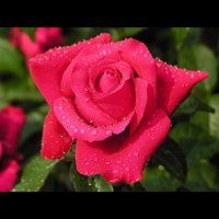 ندى العمري (@ndo__94) 's Twitter Profile