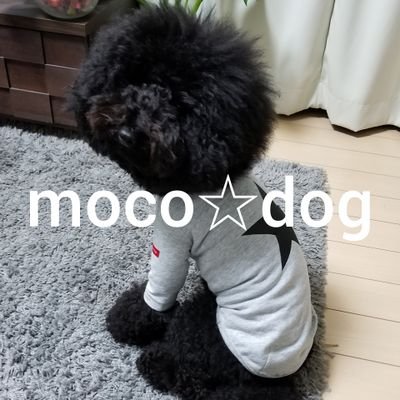 ট ইট র Moco Dog 再入荷しました ペット服 犬服 サロペット ２色 S Xl ペット いぬ トイプードル男の子 2 160 税込 サロペットコーデ いぬ 犬服 サロペットワイドパンツ といぷーどる部 ブラックトイプードル Mocodog 可愛いかったらいい