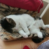 Nurten (@nurtennguler) 's Twitter Profile