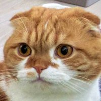 fuku (@fukuyama01234) 's Twitter Profile Photo fuku (@fukuyama01234) 's Twitter Profile Photo