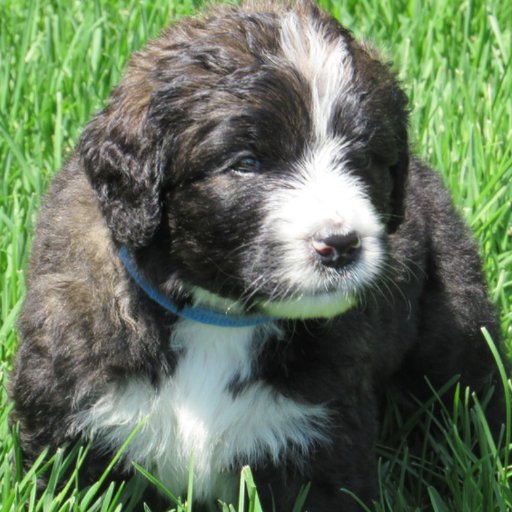 CareyShimon's profile picture. 