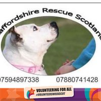 Staffordshire Rescue(@saveastaffie) 's Twitter Profileg